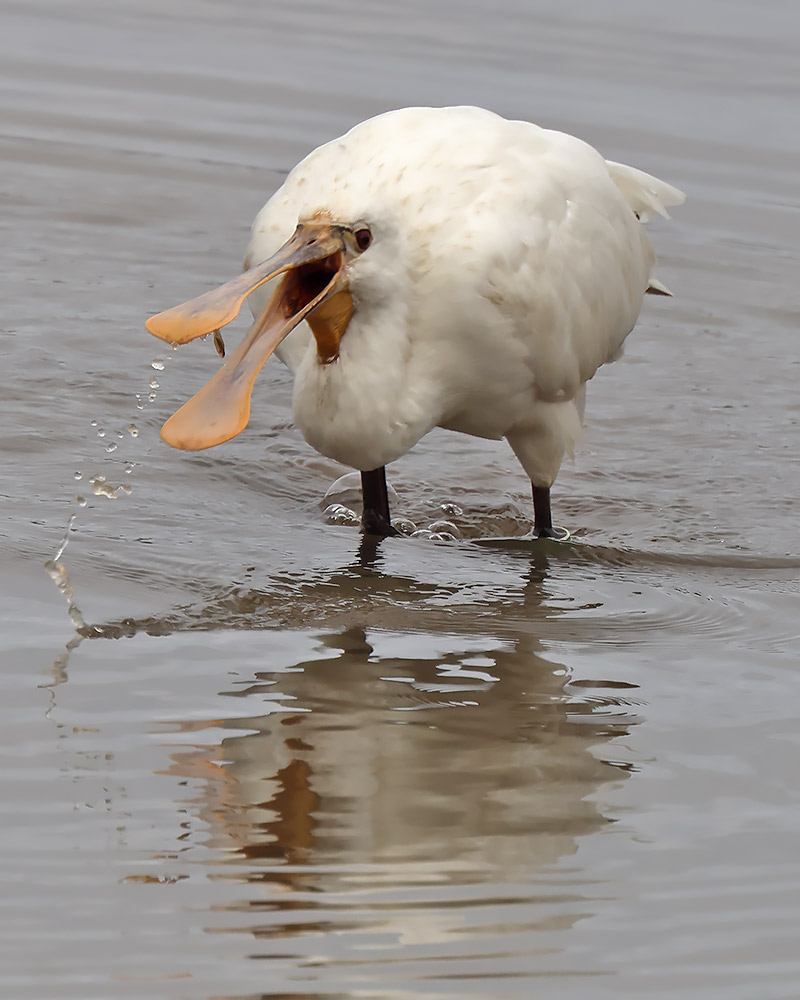 Spoonbill